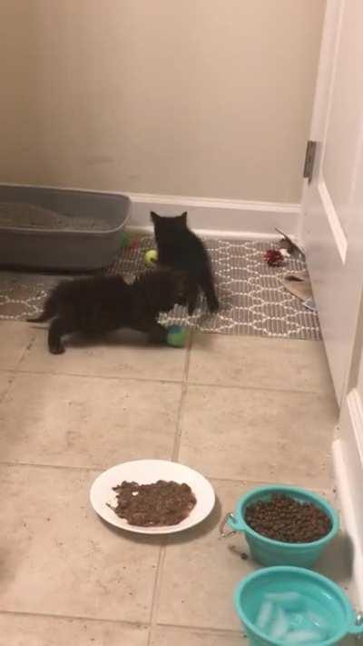 One playful kitten and one standoffish kitten try to play ...