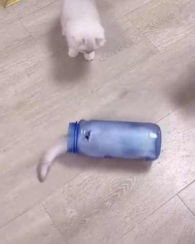 Cat Bottle. When thrown, spawns a cat that attacks the nearest target.