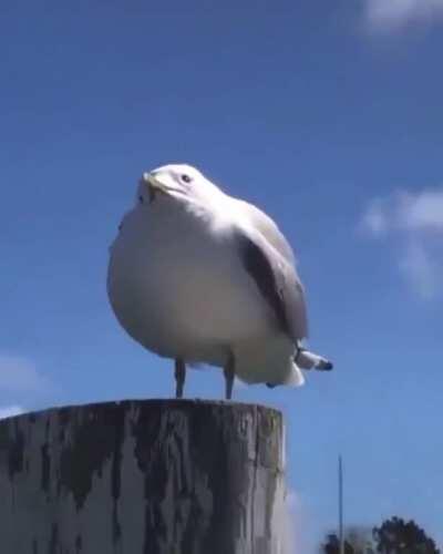 birb