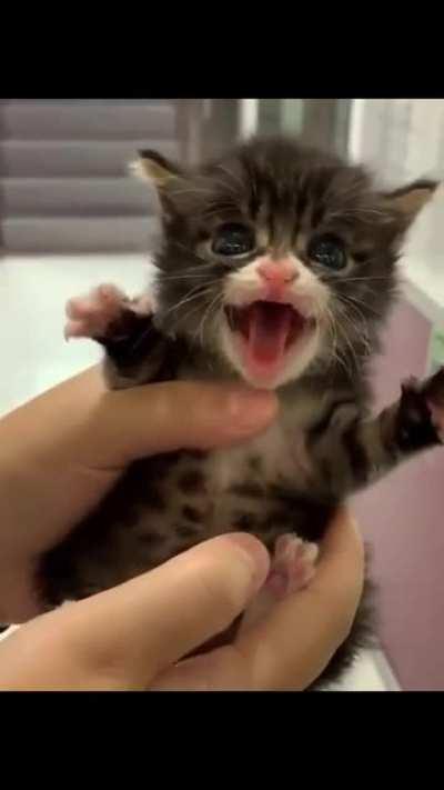 Боевой Котик