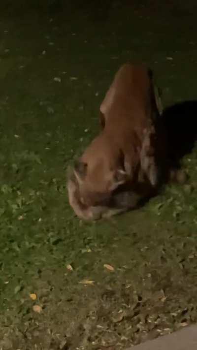 Mountain Lion just caught A raccoon in Colorado…