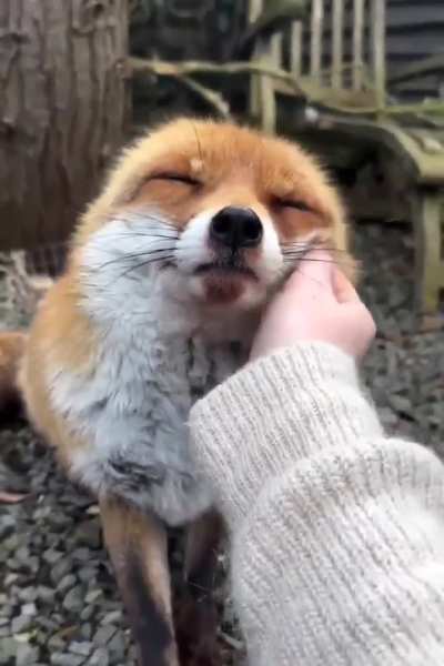 Yay cute foxxo