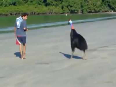 🔥 A beachgoer's encounter with a southern Cassowary, Cape Tribulation, Australia