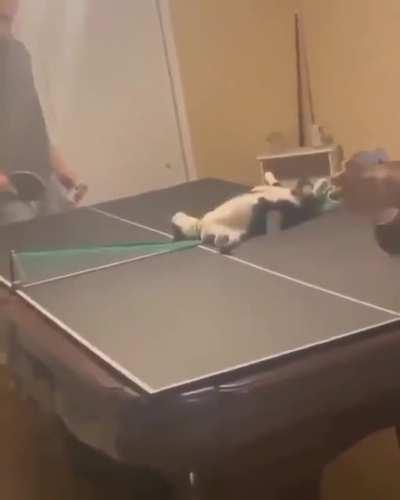 The best place on the court to watch the game.