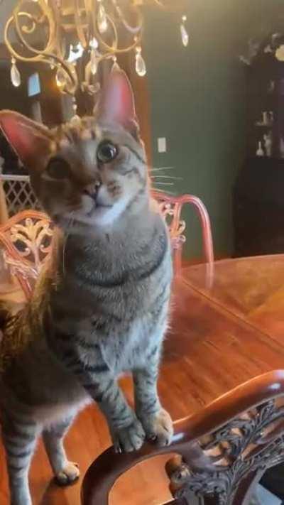 Cookie is waiting for treats