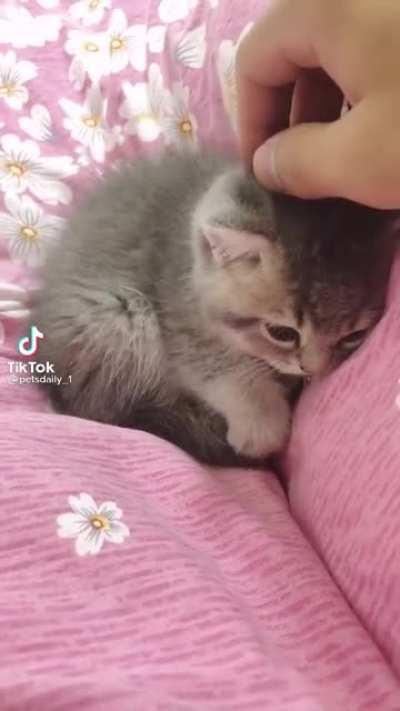 Cats make one of the most satisfying sounds in the world: they purr.