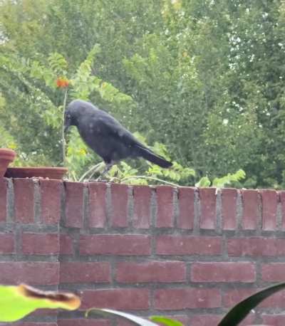 My first corvid friend! He’s so silly