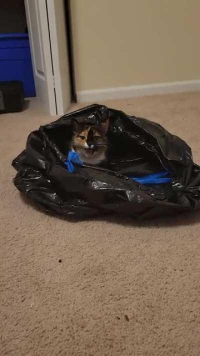 One man's trash is another man's favorite kitty