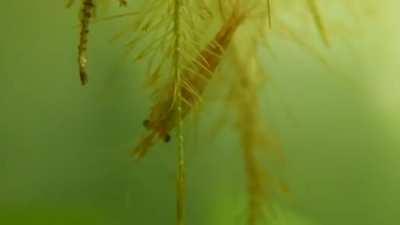 My shrimp learned to play the piano this quarantine. Here's the first recital featuring dramatic exit. Thought you might enjoy this :) (Listen with audio)