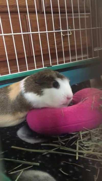 Chloe (AKA Little Worm) is absolutely worming out on her pillow!🥰🥰🥰