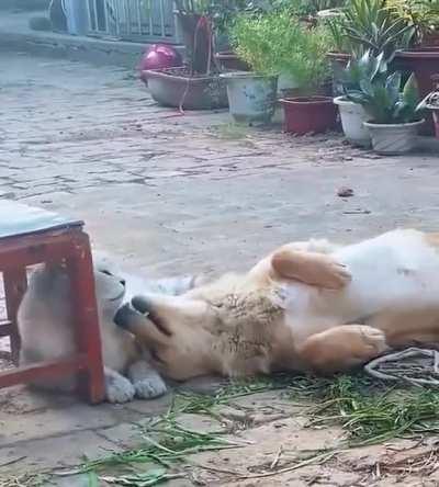 just wants a lil kitty love