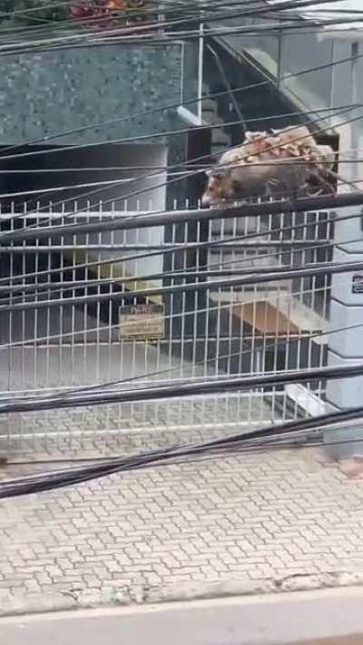 today it happened in front of my house apparently it's a possum mother with her puppies