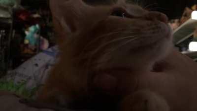 Tigger is a little dude with a big motor