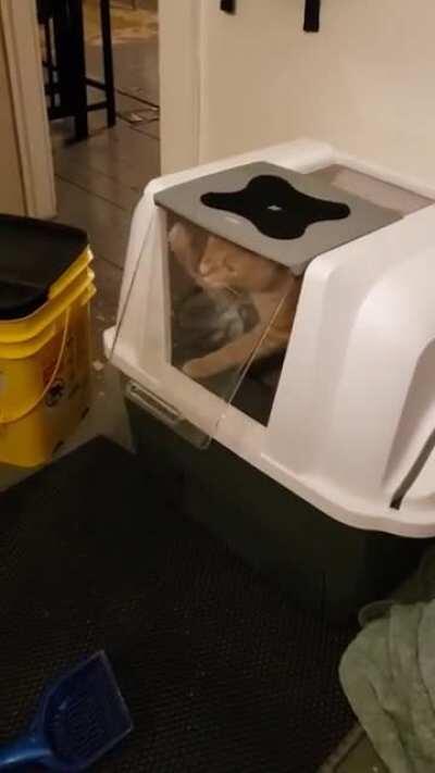 Peanut isn't quite sure how he feels about his new litterbox, ESPECIALLY since it has a flap. *tap tap*