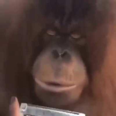 Sicko Mode or Mo Bamba?