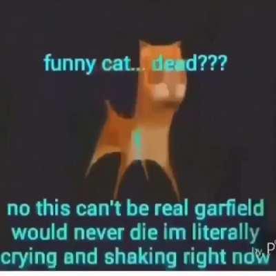 omg funny cat noooooooo😭😭😭
