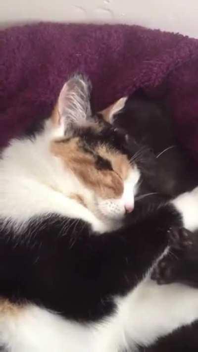 Kitten sneeze in mums ear (volume up)