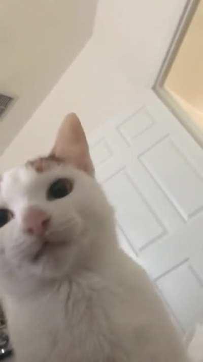 trix quietly waking me up for breakfast :)