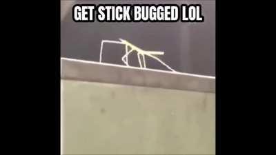 A dev made this in the discord