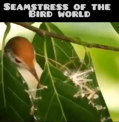 That's some 'SEWING'!! 🪡🧵