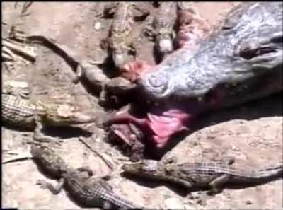 🔥 Just a mother feeding her babies.