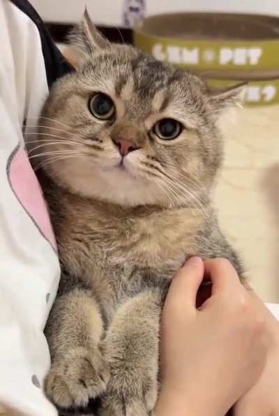 Resetting the cat to factory settings