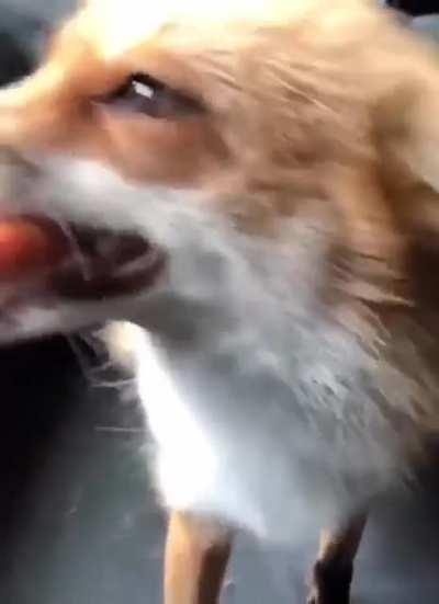 Strange looking orange cat fails to eat carrot