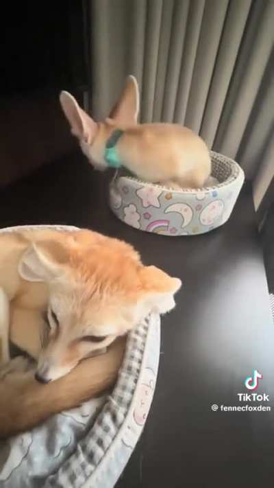 Rare F.E.N data transfer intercepted