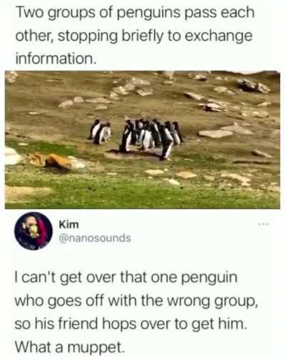 Ah yes Penguins🐧🐧🐧