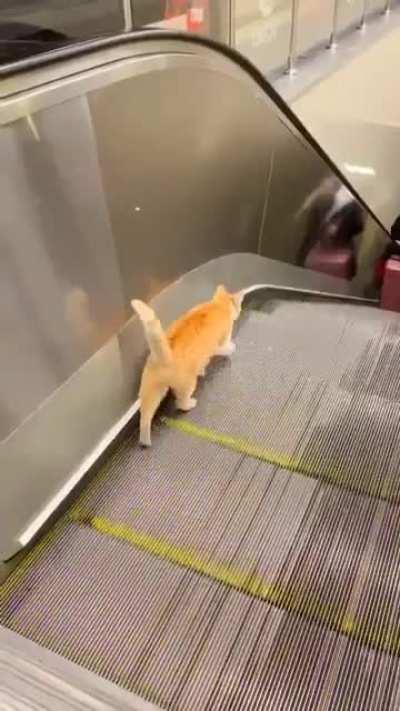 One must imagine Sisyphus happy. (Tail going up like that means the cat is happy)