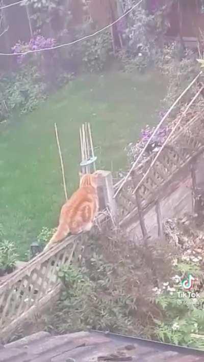 Two birds vs one cat