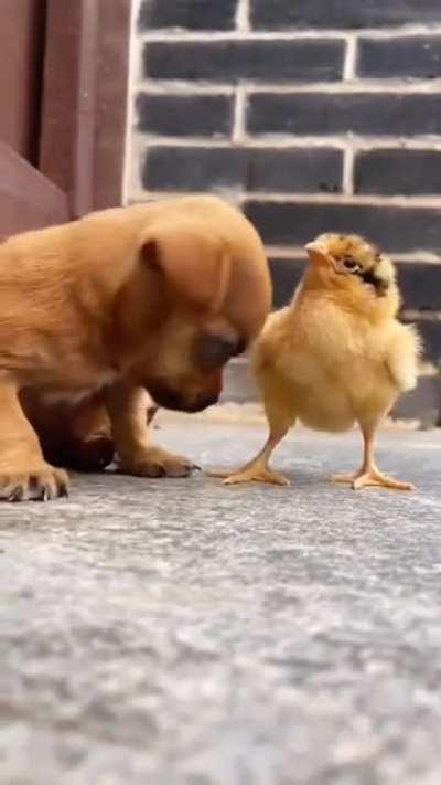 Let me be your pillow