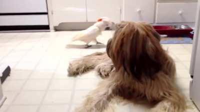 Dog victim of identity theft.