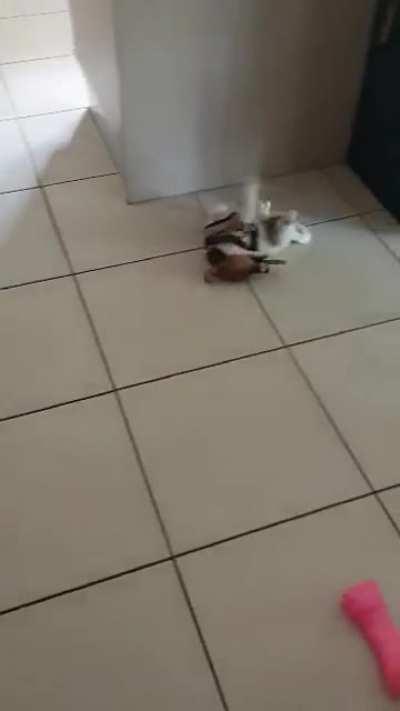 Surprise to see this.. My adorable 9 weeks young jack russell mia bella at play with her treat.😁🤗🐕