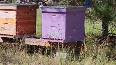 Robbing or Bees being Bees?