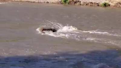 Floating log stuck on a river