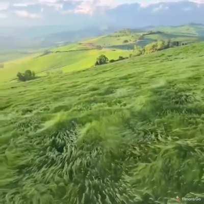 Waves of grass
