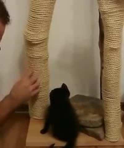 This guy teaching his cat to use scratching post