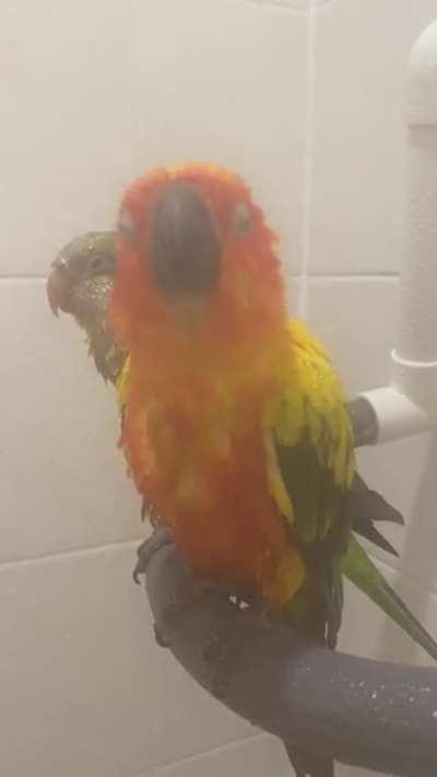 Mango partying in the shower