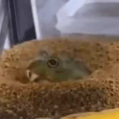 [Frog Timelapse, YouTube Video]
