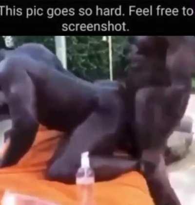 GAYSAP ROCKY GETS PENETRATED BY NIGGERBOI CARTI