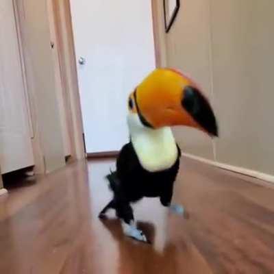 After a messy divorce, free from her chaotic ex, Shelly did her happy dance strolling into her new home in style. Watch out world, she has arrived. This chick has moves ;)