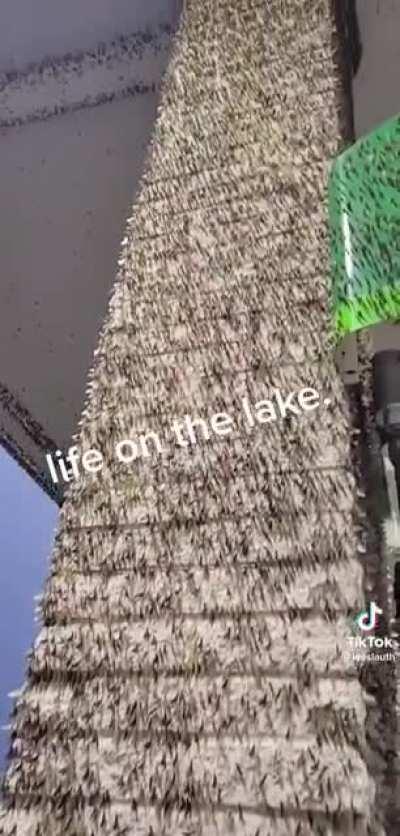 It’s mayfly season here in Pure Michigan