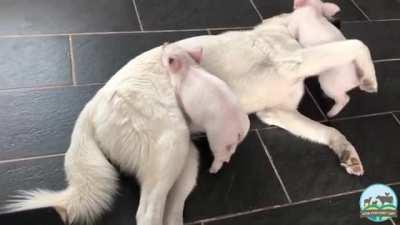 Ned doing a good job babysitting Jake and Jax