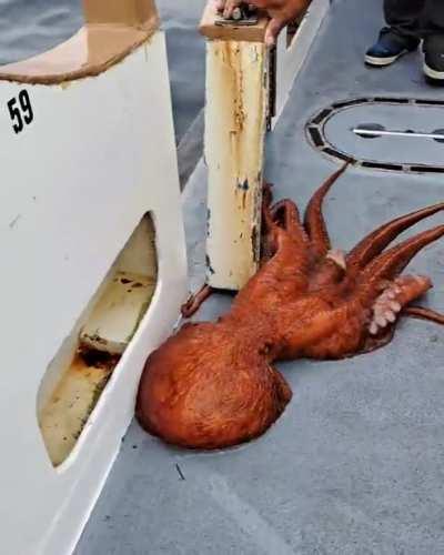 This magnificent giant Pacific octopus caught off the coast of  California by sportfishers. 