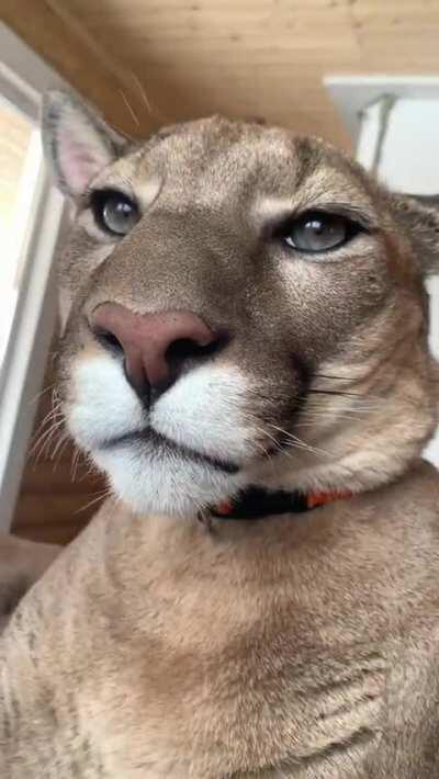Boop the Cougar