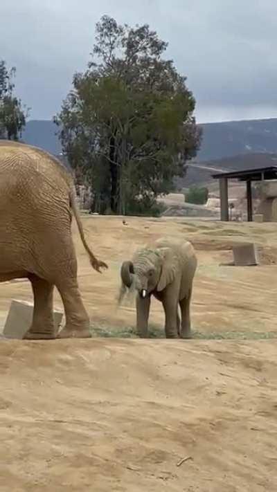 Baby elephant gives himself a grass hat