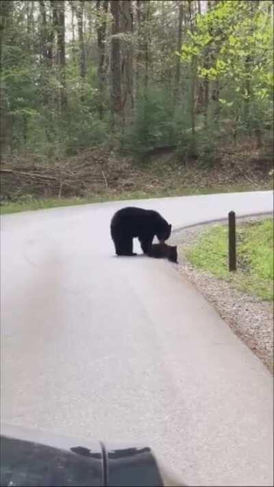 Momma bear making sure her cubs cross the road safely