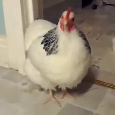 Ever heard a chicken sneeze? Now you have!