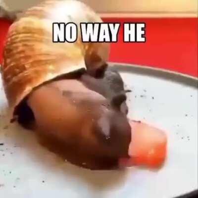 Bruhb snail eat